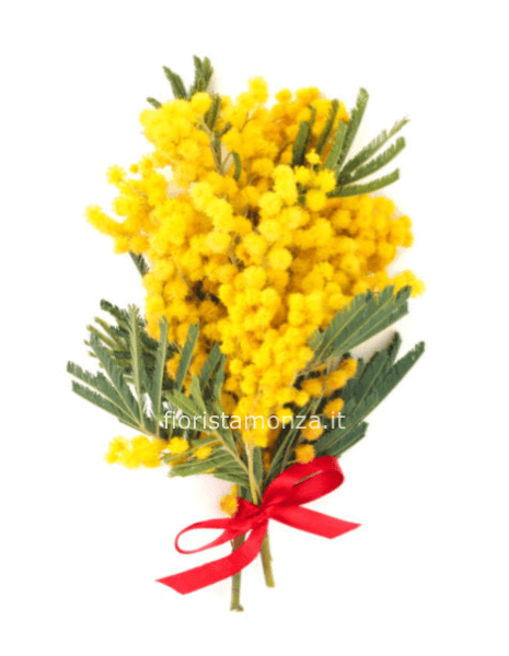 Ramo di mimosa