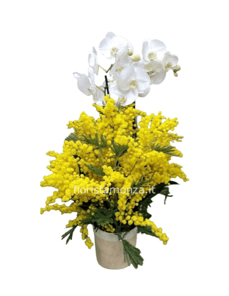 Orchidea con Mimosa